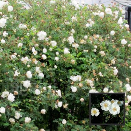 Scotch Rose - Rosa Pimpinellifolia 40cm - 60cm Bareroot